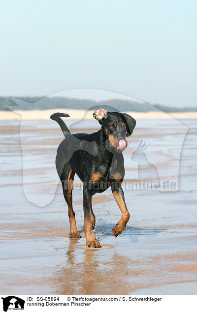 rennender Dobermann / running Doberman Pinscher / SS-05894
