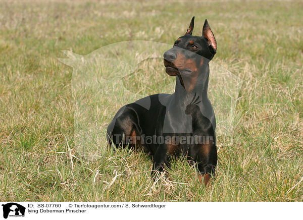 liegender kupierter Dobermann / lying Doberman Pinscher / SS-07760