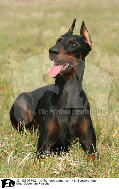 liegender kupierter Dobermann / lying Doberman Pinscher / SS-07762