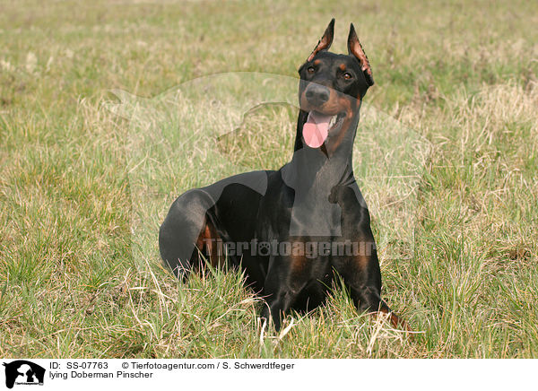 liegender kupierter Dobermann / lying Doberman Pinscher / SS-07763