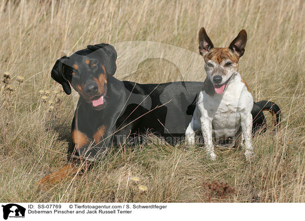 Dobermann and Jack Russell Terrier / Doberman Pinscher and Jack Russell Terrier / SS-07769