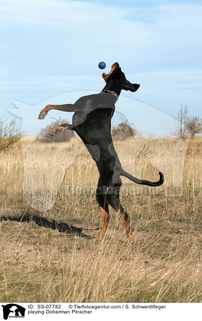spielender Dobermann / playing Doberman Pinscher / SS-07782