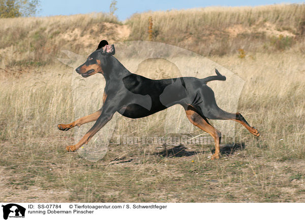 rennender Dobermann / running Doberman Pinscher / SS-07784