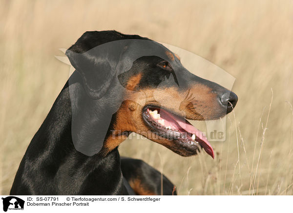 Dobermann Portrait / Doberman Pinscher Portrait / SS-07791