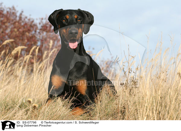 liegender Dobermann / lying Doberman Pinscher / SS-07796