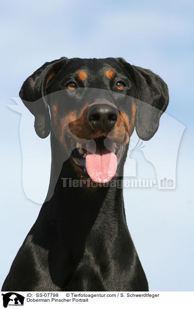 Dobermann Portrait / Doberman Pinscher Portrait / SS-07798