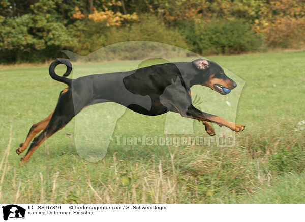 rennender Dobermann / running Doberman Pinscher / SS-07810
