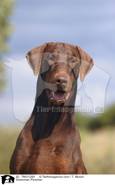 Dobermann / Doberman Pinscher / TM-01265