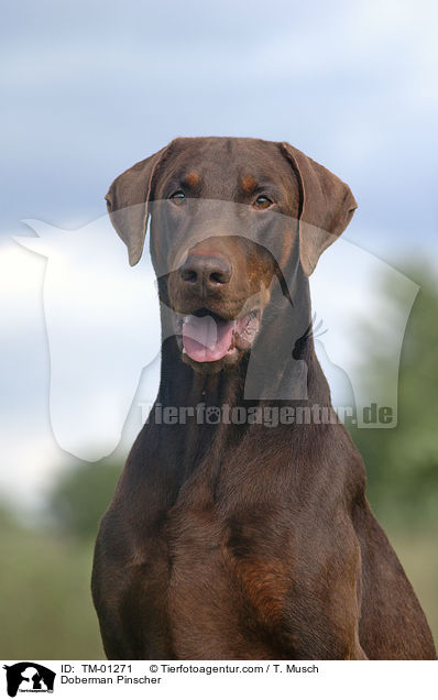 Dobermann / Doberman Pinscher / TM-01271