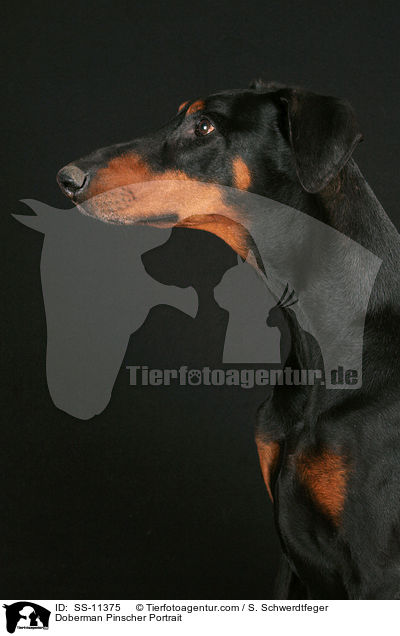 Dobermann Portrait / Doberman Pinscher Portrait / SS-11375