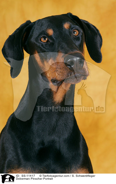 Dobermann Portrait / Doberman Pinscher Portrait / SS-11417