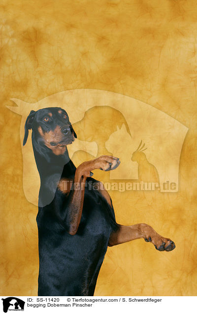 Dobermann macht Mnnchen / begging Doberman Pinscher / SS-11420