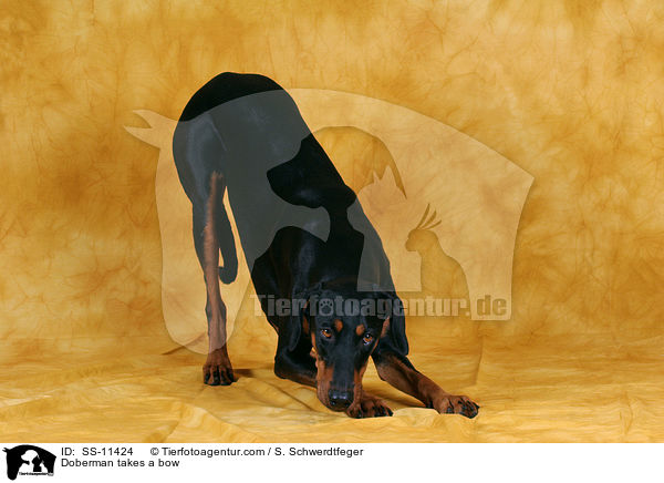 Dobermann verbeugt sich / Doberman takes a bow / SS-11424