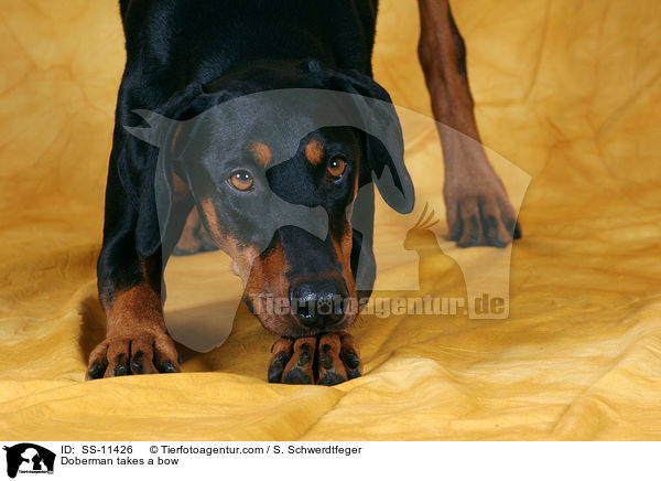Dobermann verbeugt sich / Doberman takes a bow / SS-11426