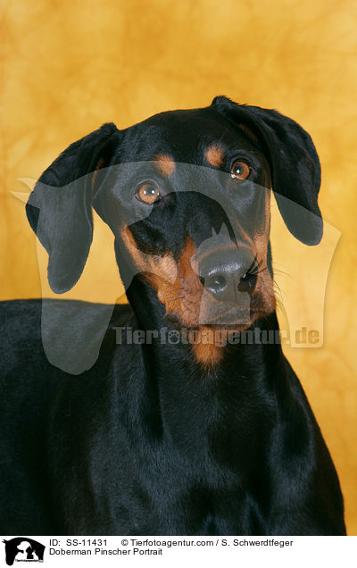Dobermann Portrait / Doberman Pinscher Portrait / SS-11431