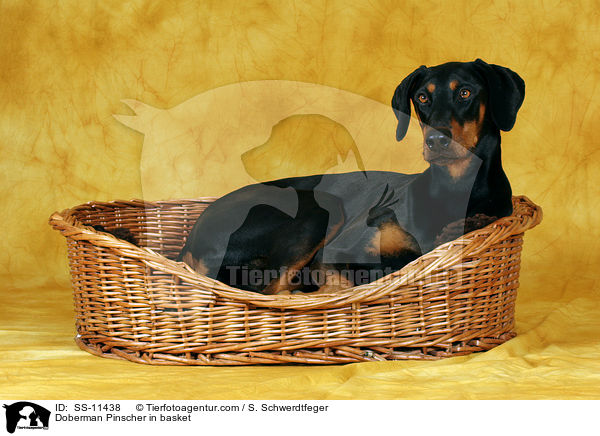 Dobermann im Krbchen / Doberman Pinscher in basket / SS-11438