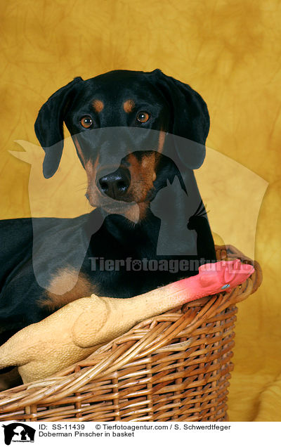 Dobermann im Krbchen / Doberman Pinscher in basket / SS-11439