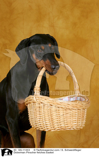 Dobermann apportiert Brtchenkorb / Doberman Pinscher fetches basket / SS-11443