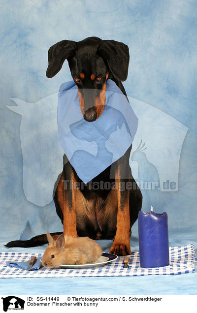Dobermann mit Kaninchen / Doberman Pinscher with bunny / SS-11449
