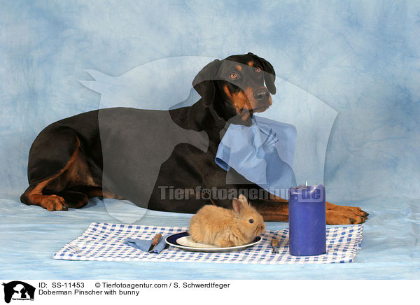 Dobermann mit Kaninchen / Doberman Pinscher with bunny / SS-11453