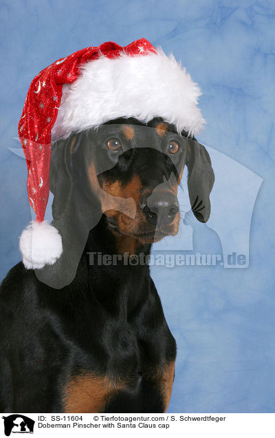 Dobermann mit Weihnachtsmtze / Doberman Pinscher with Santa Claus cap / SS-11604