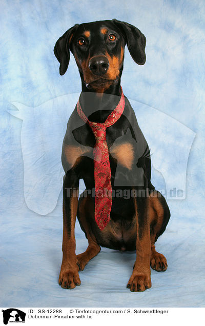 Dobermann mit Krawatte / Doberman Pinscher with tie / SS-12288