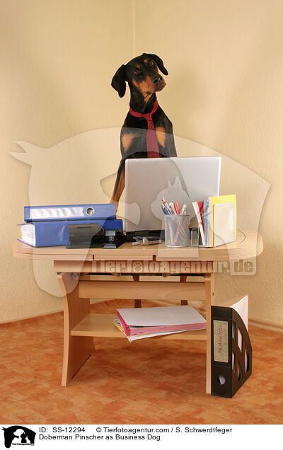 Dobermann als Business Dog / Doberman Pinscher as Business Dog / SS-12294