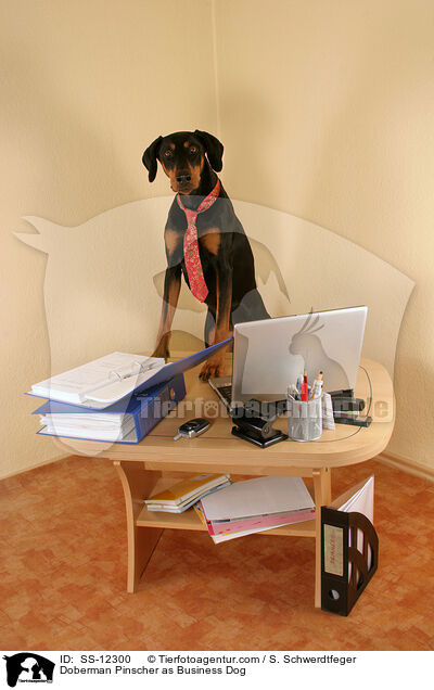 Dobermann als Business Dog / Doberman Pinscher as Business Dog / SS-12300