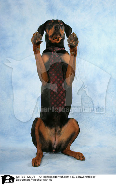 Dobermann mit Krawatte / Doberman Pinscher with tie / SS-12304