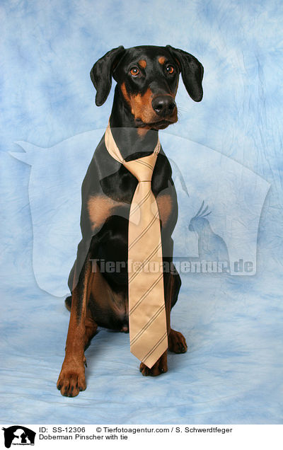 Dobermann mit Krawatte / Doberman Pinscher with tie / SS-12306