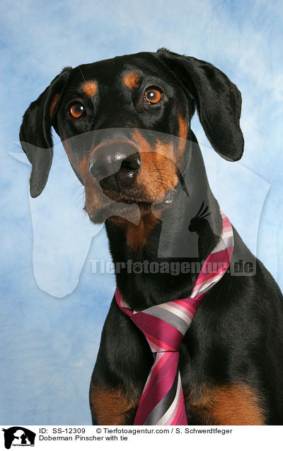 Dobermann mit Krawatte / Doberman Pinscher with tie / SS-12309