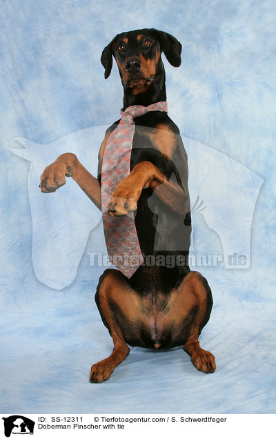 Dobermann mit Krawatte / Doberman Pinscher with tie / SS-12311