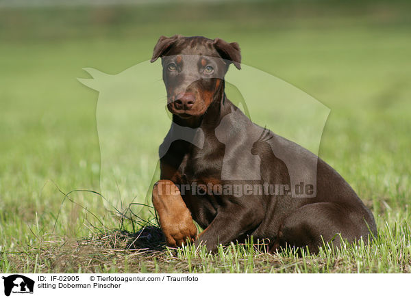 sitzender Dobermann / sitting Doberman Pinscher / IF-02905