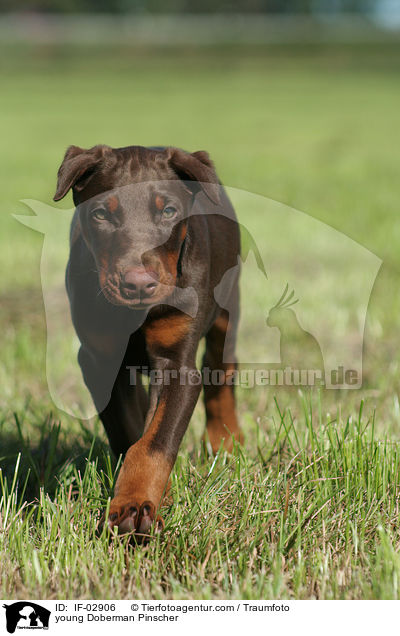 young Doberman Pinscher / IF-02906