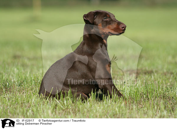 sitzender Dobermann / sitting Doberman Pinscher / IF-02917