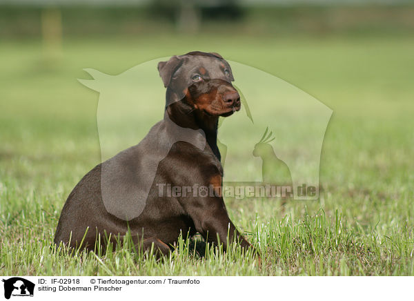 sitzender Dobermann / sitting Doberman Pinscher / IF-02918