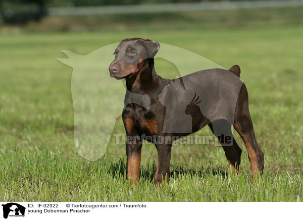 junger Dobermann / young Doberman Pinscher / IF-02922
