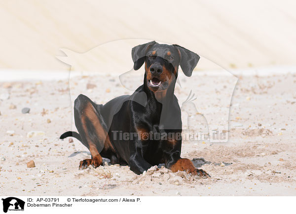 Dobermann / Doberman Pinscher / AP-03791