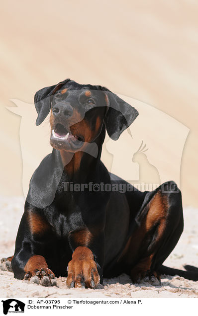 Dobermann / Doberman Pinscher / AP-03795