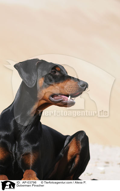 Dobermann / Doberman Pinscher / AP-03796