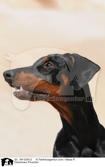 Dobermann / Doberman Pinscher / AP-03812