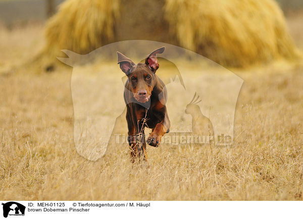 brauner Dobermann / brown Doberman Pinscher / MEH-01125