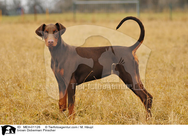 brauner Dobermann / brown Doberman Pinscher / MEH-01126