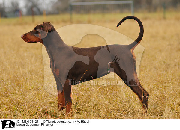 brauner Dobermann / brown Doberman Pinscher / MEH-01127