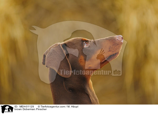brauner Dobermann / brown Doberman Pinscher / MEH-01129