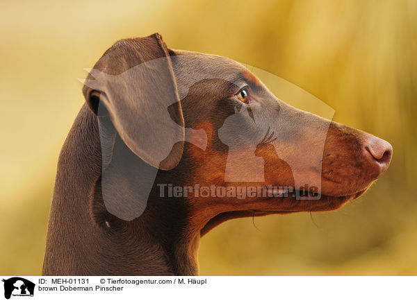 brauner Dobermann / brown Doberman Pinscher / MEH-01131
