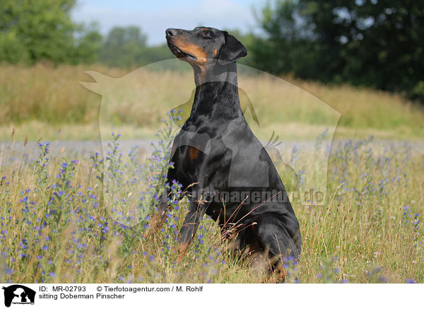 sitzender Dobermann / sitting Doberman Pinscher / MR-02793