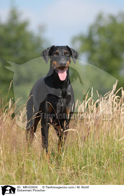 Dobermann / Doberman Pinscher / MR-02804