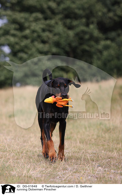 rennender Dobermann / running Doberman Pinscher / DG-01648