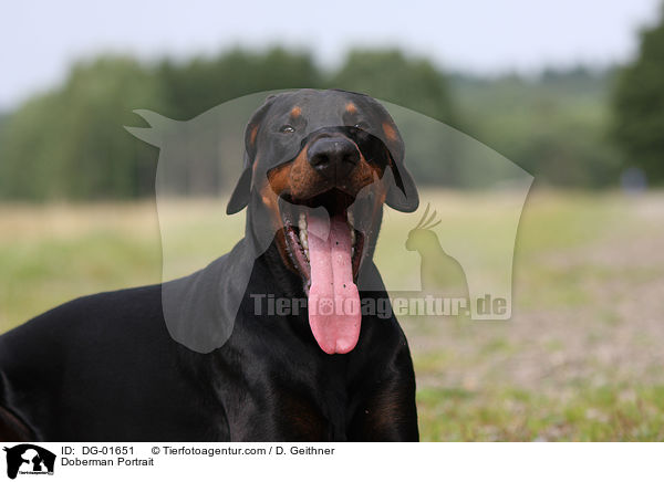 Dobermann Portrait / Doberman Portrait / DG-01651